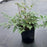 Astilbe, Fanal Astilbe