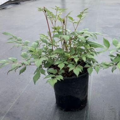 Astilbe, Fanal Astilbe