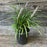 Grass, Big Blue Lily Turf