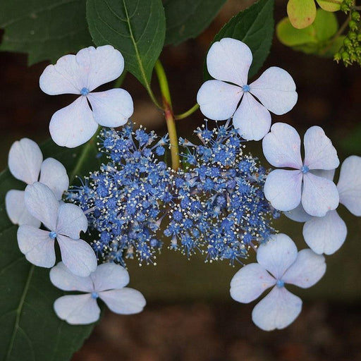 Hydrangea, Blue Billow Hydrangea