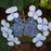 Hydrangea, Blue Billow Hydrangea