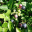 Blueberry, Polaris Blueberry