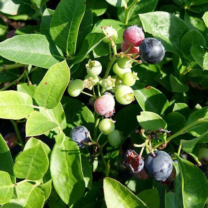 Blueberry, Polaris Blueberry