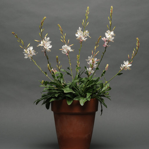 Gaura lindheimeri 'Sparkle White'  - Sparkle White Gaura