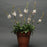 Gaura lindheimeri 'Sparkle White'  - Sparkle White Gaura