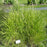 Grass, Side Oats Gramma