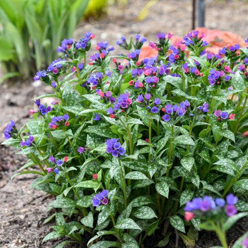 Lungwort, PW® Spot On Lungwort