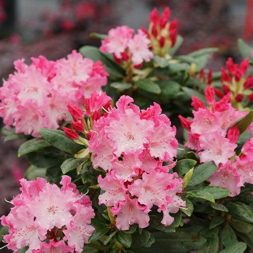 Rhododendron, Dandy Man Color Wheel Rhododendron
