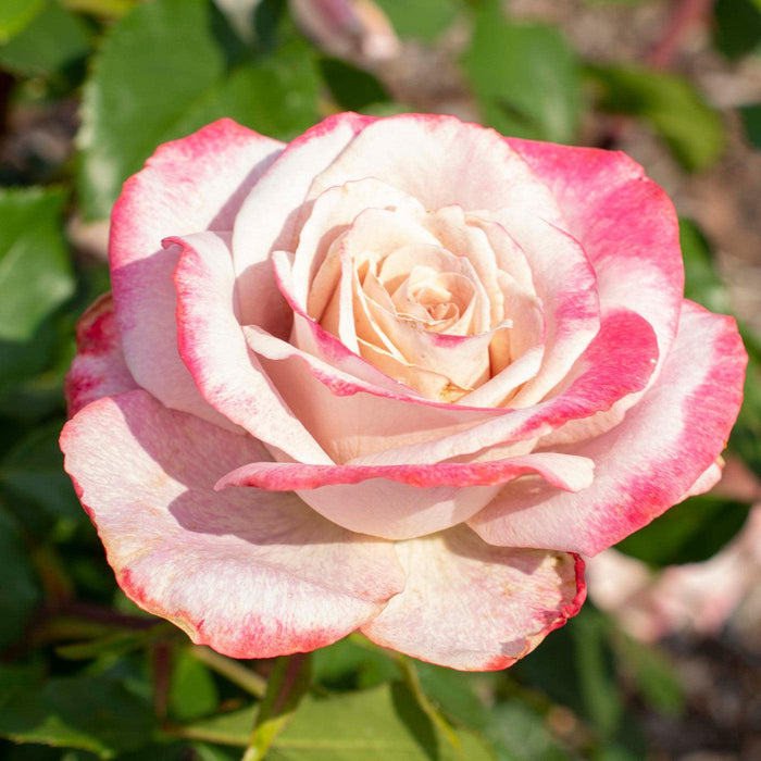 Rose, Pinkerbelle™ Rose