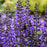 Salvia, PW® Color Spires® Indiglo Girl Salvia