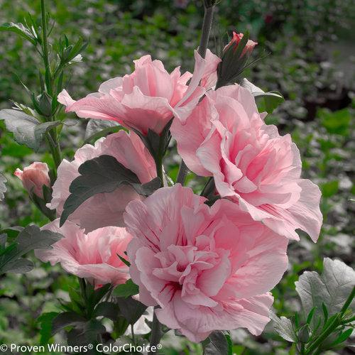 Hibiscus, Pink Chiffon® Rose of Sharon