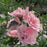 Hibiscus, Pink Chiffon® Rose of Sharon