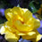 Rose, Golden Showers Climbing Rose