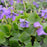Violet, Common Blue Violet