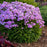 Phlox, Opening Act Blush Phlox
