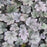 Coral Bells, Frosted Violet Coral Bells