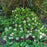 Rhododendron, Golden Torch Rhododendron