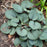 Viola walteri 'Silver Gem'  - Silver Gem Prostrate Blue Violet