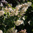 Hydrangea, Bloomin' Easy® Torch™ Hydrangea