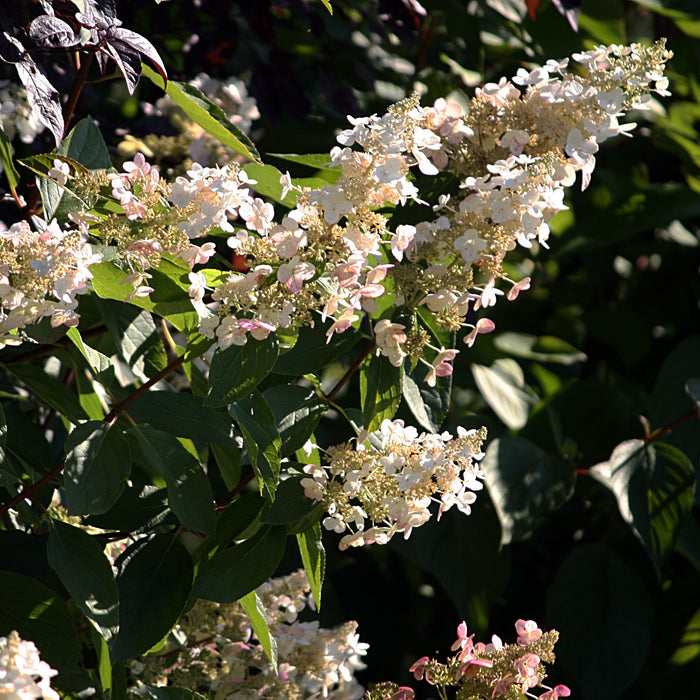 Hydrangea, Bloomin' Easy® Torch™ Hydrangea