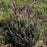 Lavender, Primavera Spanish Lavender