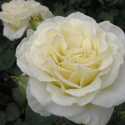 Rose, True Kindness Rose
