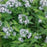 Blue Star, Eastern Blue Star