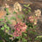 Hydrangea, Proven Winners® Limelight Prime® Hydrangea