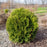 Arborvitae, Hetz Midget Arborvitae, Mini Arborvitae