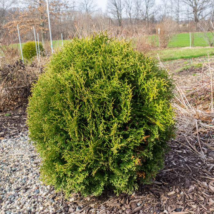 Arborvitae, Hetz Midget Arborvitae, Mini Arborvitae