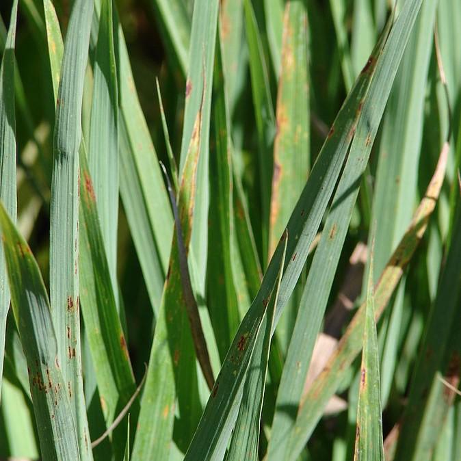 Grass, Lemongrass