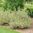Dogwood, Sgt. Pepper™ Dogwood