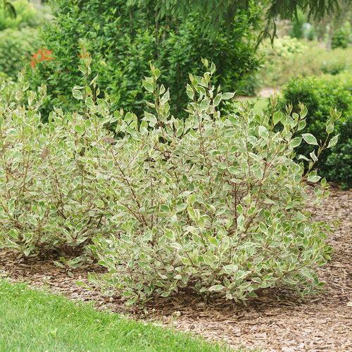 Dogwood, Sgt. Pepper™ Dogwood