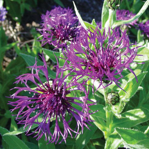 Bachelor's Button, Amethyst Dream Bachelor Button
