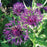 Bachelor's Button, Amethyst Dream Bachelor Button