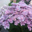 Hydrangea, Bloomin' Easy® Starfield™ Hydrangea
