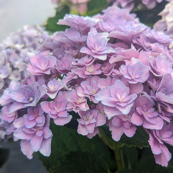 Hydrangea, Bloomin' Easy® Starfield™ Hydrangea