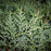 Juniperus virginiana 'Grey Owl'  - Grey Owl Juniper
