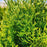 Arborvitae, North Pole Arborvitae