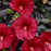 Hibiscus, Summerific® Holy Grail Hibiscus