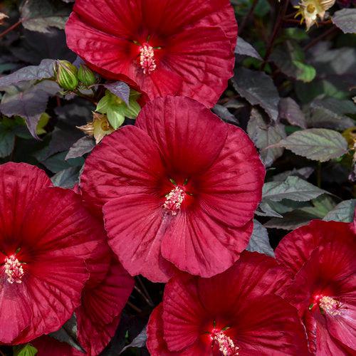 Hibiscus, Summerific® Holy Grail Hibiscus