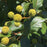 Buttonbush, Magical® Moonlight Buttonbush