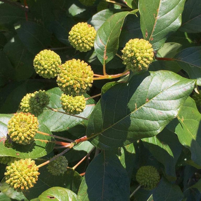 Buttonbush, Magical® Moonlight Buttonbush