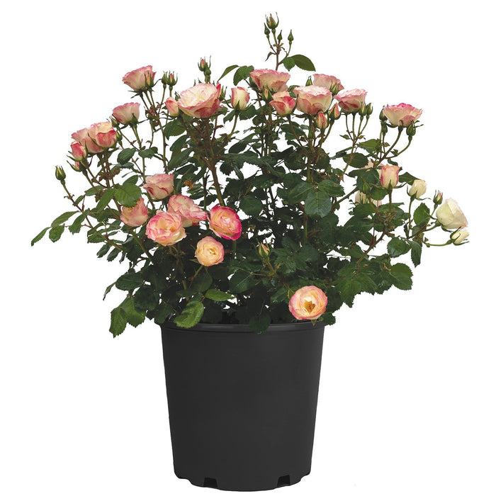Rose, Enchanted Meadow™ Rose