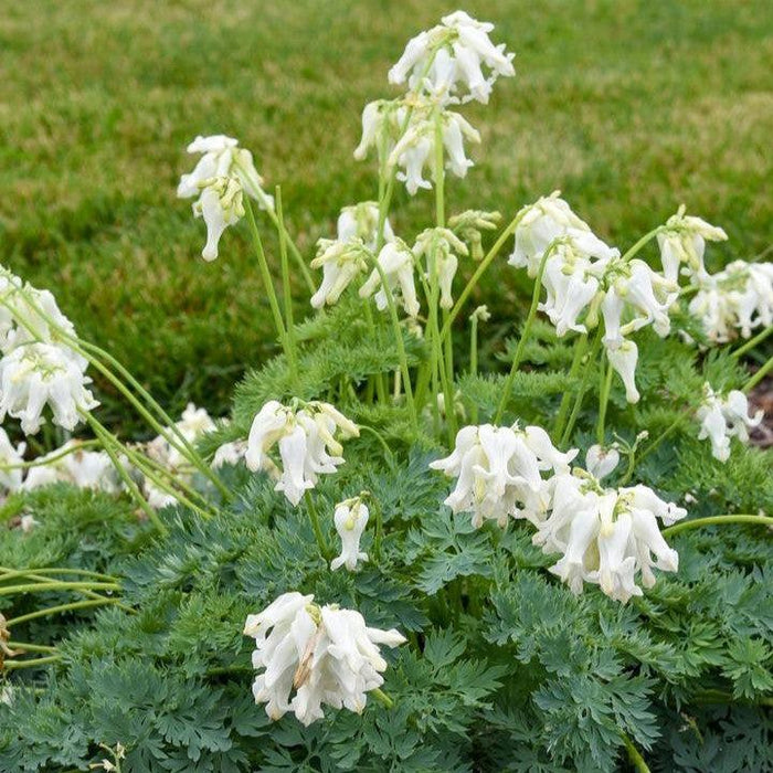 Bleeding Heart, White Diamonds Fern-Leaf Bleeding Heart