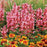 Hyssop,  Kudos™ Ambrosia Hummingbird Mint