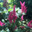 Astilbe, Ruby Red Astilbe