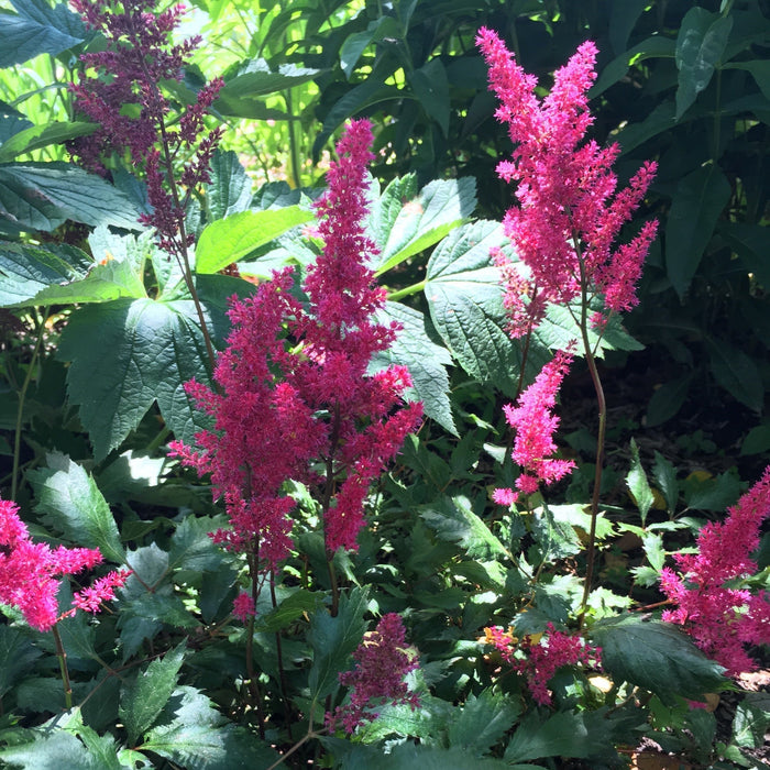 Astilbe, Ruby Red Astilbe