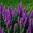 Veronica, PW® Magic Show® Purple Illusion Veronica