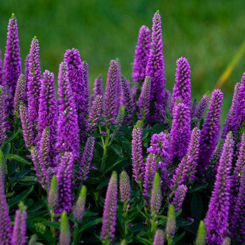 Veronica, PW® Magic Show® Purple Illusion Veronica